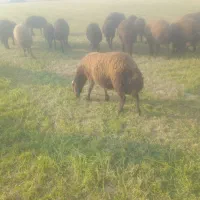 بره ماده چاق وقوچ3شیره جنس|حیوانات مزرعه|کنگاور, |دیوار