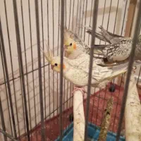 عروس هلندی|پرنده|ری, ظهیرآباد|دیوار