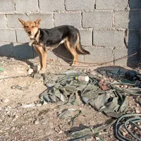 سگ ژرمن|سگ|جهرم, |دیوار