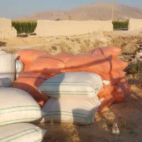 ۳تن  کاه گندم کیسه شده آماده بارگیری