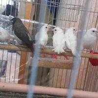 فنچ بنگالی آلبینو دره شهر