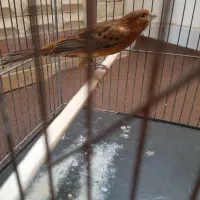 جونه ماده|پرنده|بروجرد, |دیوار