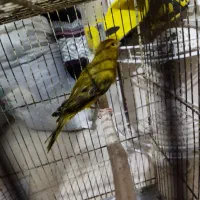 قناری نر سبز بخونه و گلبسر بخون|پرنده|کرمان, |دیوار