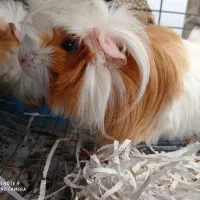 خوکچه هندی|موش و خرگوش|ارومیه, |دیوار