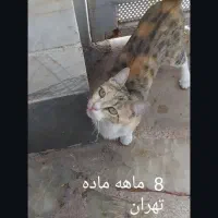 واگذاری ۳ گربه حنایی ماده ویک سفید مشکی