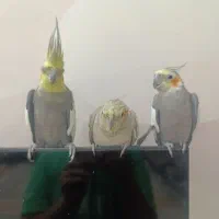 عروس هلندی