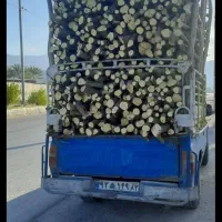 بریدن درخت و خرید چوب|خدمات باغبانی و درختکاری|کازرون, |دیوار