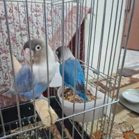 طوطی برزیلی