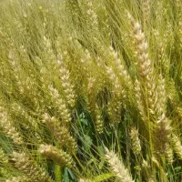 فروش بذر گندم آبی مادری و گواهی فرانسوی|عمده‌فروشی|روانسر, |دیوار