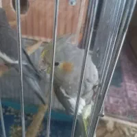 عروس هلندی|پرنده|کهریزک, |دیوار