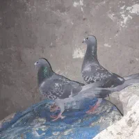 مجسمه  نرو ماده