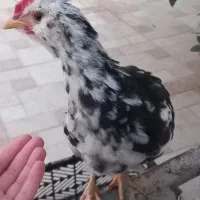 تعدادی مرغ خروس گلین|حیوانات مزرعه|سرپل ذهاب, |دیوار