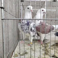 ۹کبوتر پرشی درجه یک همه با هم یجا
