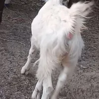گوسفند گم شدع