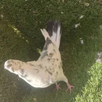 حیوون کاشون|پرنده|اردکان, |دیوار