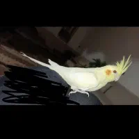 عروس هلندی
