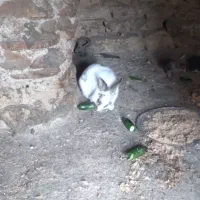 خرگوش نر|موش و خرگوش|بانه, |دیوار