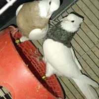 ۲۰عدد کبوتر