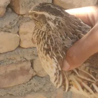 بلدرچین مرغ خروس گلین