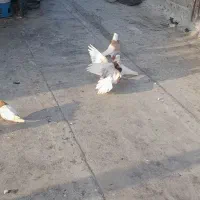 کفتر طوقی|پرنده|میناب, |دیوار