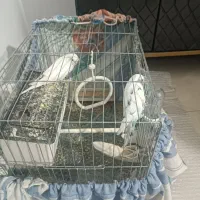 مرغ عشق مولد