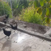 مرغ وخروس ایام سمانی|حیوانات مزرعه|سرپل ذهاب, |دیوار