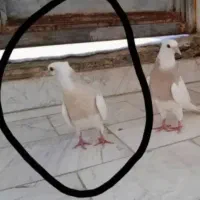 کبوترگمشده