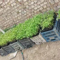 نشا گوجه رقم باسیمو آماده کشت