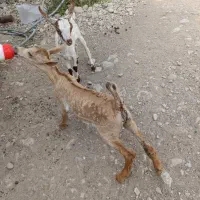 کهره شیرخوار