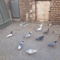 کبوتر|پرنده|گناباد, |دیوار