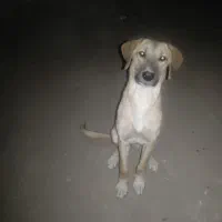 توله سرابی 3ماهه فروشی اصل اصل سرابی|سگ|چهاردولی, |دیوار