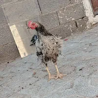 مرغ و خروس|حیوانات مزرعه|تربت جام, رضاآباد|دیوار