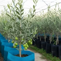 نهال زیتون درجه یک با ارسال فوری|خدمات باغبانی و درختکاری|یاسوج, |دیوار