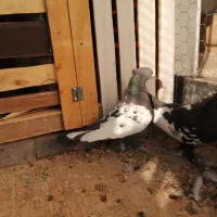 کفتر جفت|پرنده|شیراز, ترمینال باربری|دیوار