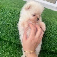 توله پامرین اصیل وارداتی|سگ|قرچک, مهدیه|دیوار