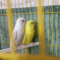 مرغ عشق هلندی|پرنده|مرودشت, ژیان|دیوار