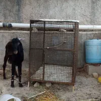 قفس آهنی نو بزرگ معاوضه با کهره یا بز