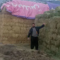 یونجه درجه یک خالص