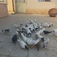کفتر کبوتر|پرنده|سبزوار, توحیدشهر|دیوار