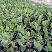 نهال پسته امسالی. یک ساله دونه ۱۷