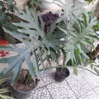 گل برگ انجیری سینگونیوم سبز مونسترا بنفشه