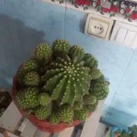 گل کاکتوس