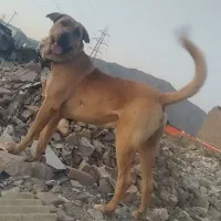 عراقی نسل قوی