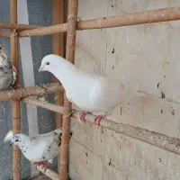 کبوتر|پرنده|خشکبیجار, |دیوار