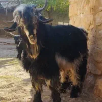 بز نر یکساله