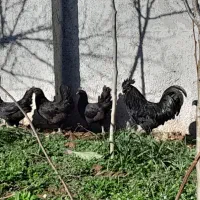 تخم نژاد ایام سمانی