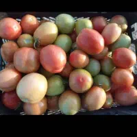 گوجه با کیفیت فقط ۵ تومن|خوردنی و آشامیدنی|اردبیل, |دیوار