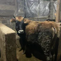 دوعدد تلیسه(لیشه)|حیوانات مزرعه|رشت, سلیمانداراب|دیوار