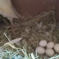 طوطی کوتوله برزیلی جفت رو تخم