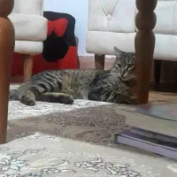 گربه گمشده (به اسم پرویز)